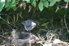 Amsel-10-Tag-1.jpg